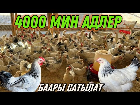 Видео: 4000 МИҢ АДЛЕР ЖӨЖӨЛӨР САТЫЛАТ 🤯 #байтв 