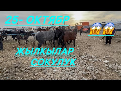 Видео: Жылкы базар .Ат  . Кулун тай бээ баалары сокулук мал базары 25- октябр