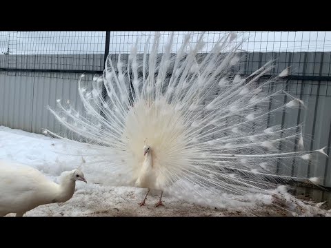 Видео: Наш день с животными ! Гулять всем!