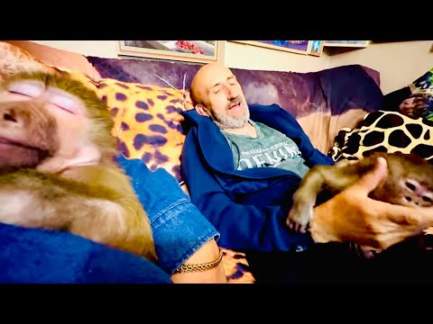 Видео: Котята привыкли к Степе и Мане и не реагируют на них.Маня видит сны, а Степа как всегда кусается)))