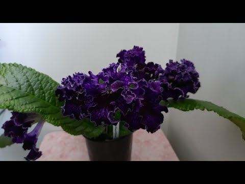 Видео: Стрептокарпусы! Обильное цветение!
