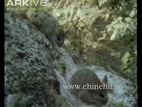 Видео: Шиншилла в дикой природе