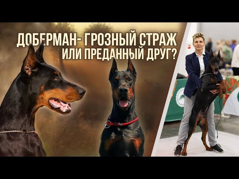 Видео: Доберман: все самое интересное о породе