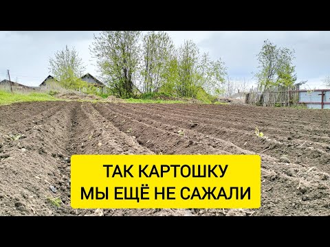 Видео: КАРТОШКА ПОД МОТОБЛОК / Деревенька на Урале / Выпуск 21