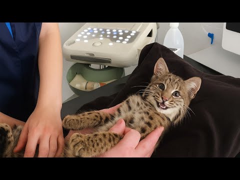 Видео: Этот спасенный рыжий кот думает, что ветеринар — это дневной спа-салон. ПОПРОБУЙТЕ НЕ УЛЫБАТЬСЯ, ...