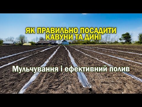 Видео: Як правильно посадити кавуни та дині: Мульчування і моя система поливу
