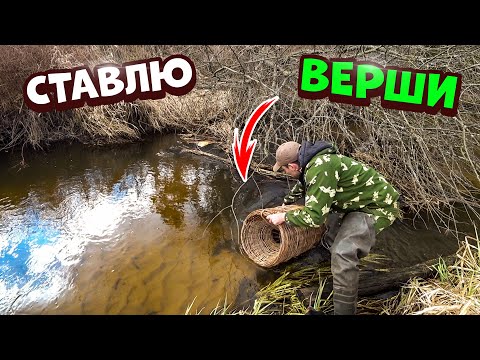 Видео: Ставлю верши. Наловил вьюнов. Запускаю вьюнов в пруд.