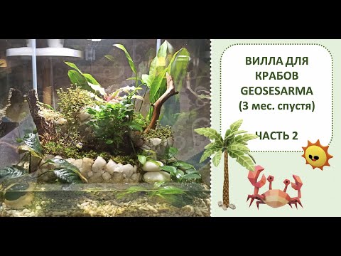 Видео: Вилла для крабов geosesarma ЧАСТЬ 2 (3 месяца спустя) || Крабариум ||PALUDARIUM PART 2 3months later
