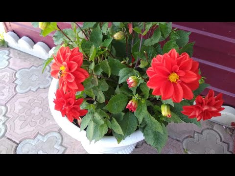 Видео: Пикируем однолетние георгины Опера.