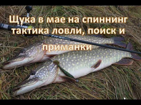Видео: Щука в мае на спиннинг и живца — тактика ловли, поиск и приманки.