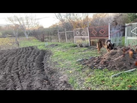 Видео: Собираю тормозки.😊 Убираю за забором.😊