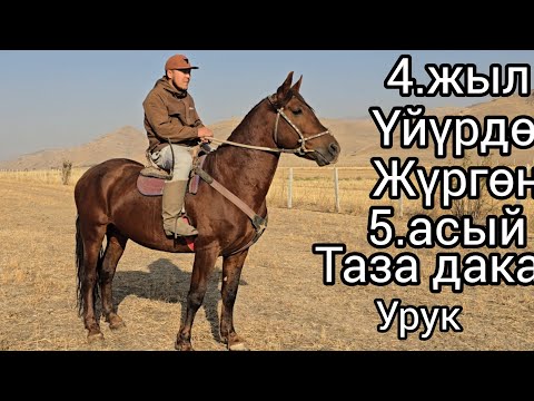 Видео: Бүгүн 3 ноября 2025 Тазаа дакан урук 4.Жыл үйүрдө жүргөн 5.асый #атбазар #арабскиелошади 