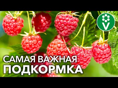Видео: После ЭТОЙ ПОДКОРМКИ МАЛИНЫ ВЕСНОЙ вы будете собирать урожай ягод ведрами!