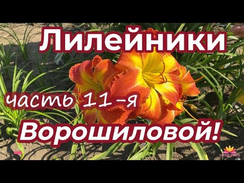 Видео: Лилейники Ворошиловой А.Б. Часть 11 / Сад Ворошиловой
