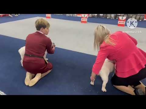 Видео: 26.10.2025г Москва. Монопородная выставка КЧК. Судья Mile Aleksoski, Македония 