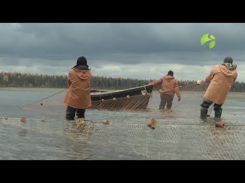 Видео: С полем! "В третий раз закинул он невод"