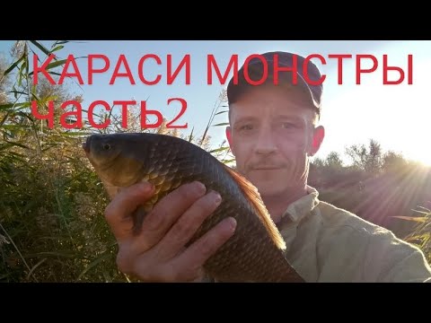 Видео: Караси монстры гнут удочки.часть2