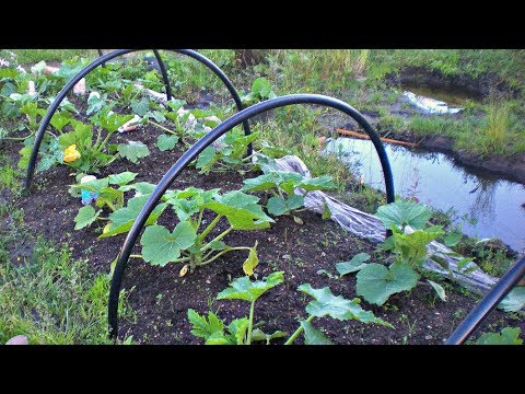 Видео: КАК ЗАЩИТИТЬ ОГОРОД ОТ ПЕРЕУВЛАЖНЕНИЯ И ПЕРЕСЫХАНИЯ