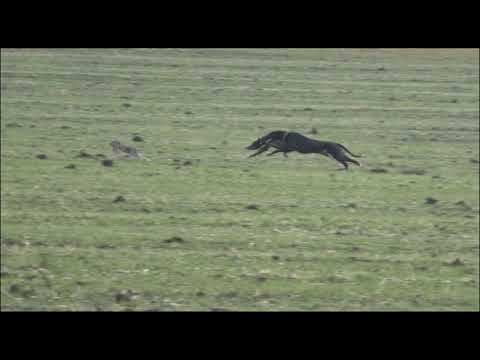Видео: Вьюжа и греи. Охота с борзыми. РПБ и грейхаунд