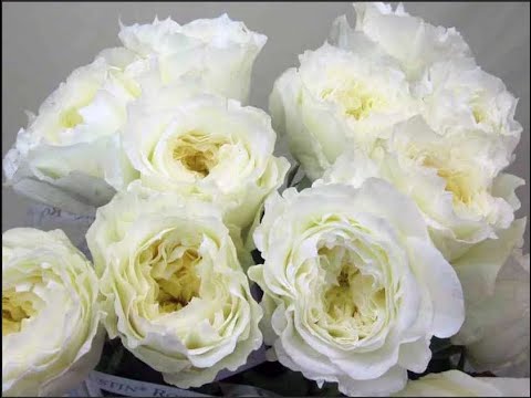 Видео: Роза Patience. Роза Остина.  ЧТо в имени твоем?!  Часть 45