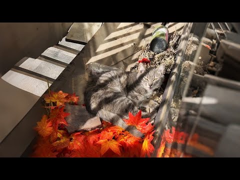 Видео: На подоконнике новая кошка! И уходить не собирается!