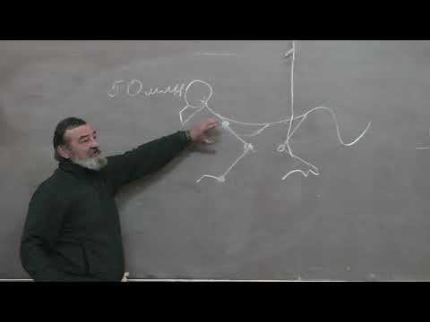 Видео: 2 Приматы, хватательная конечность