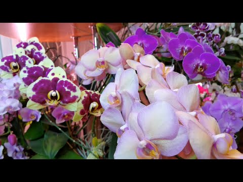 Видео: Орхидея Легато. Чёрная магия Тайна цветка. Каскады орхидей.