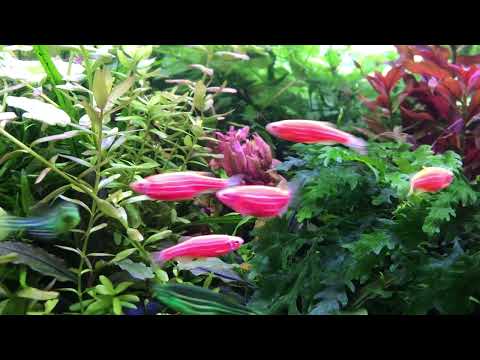 Видео: Аквариум 200 литровый