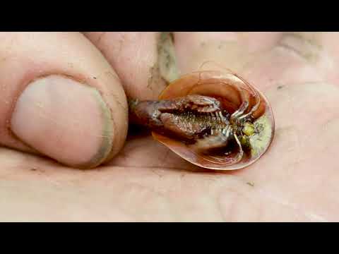 Видео: Выжить в любом случае#щитень