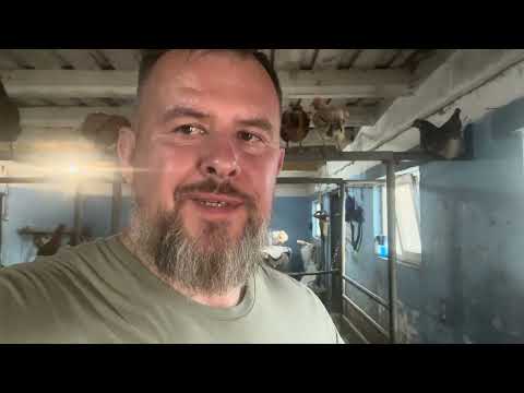 Видео: Овод атакує. Життя в стресі| Private Milk | Михайло Травецький | Велесова ферма