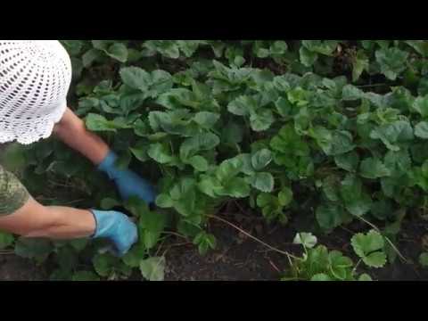 Видео: ЧЕМ ПОДКОРМИТЬ  КЛУБНИКУ   ОСЕНЬЮ . РАБОТЫ НА КЛУБНИКЕ ПОСЛЕ ПЛОДОНОШЕНИЯ