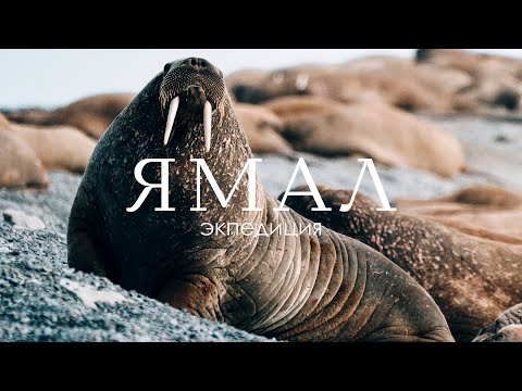 Видео: Как я снимал моржей в дикой природе | Ямал