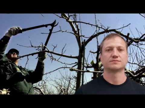 Видео: Обрезка яблони. Польский метод "Клик". Семинар Сингента. Syngenta