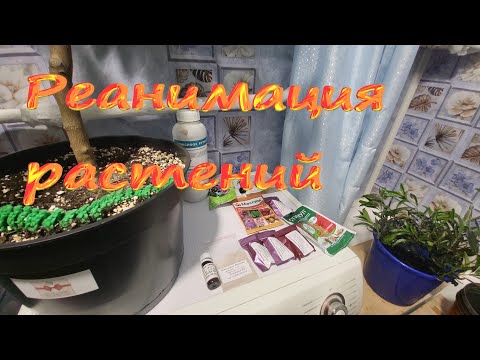 Видео: Реанимация растений после покупки. Клещ Щитовка Мучнистый червец, чем обработать от вредителей.
