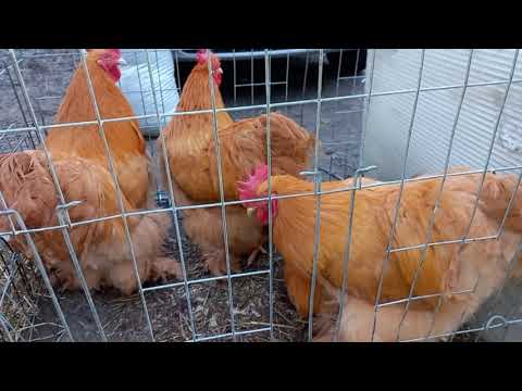 Видео: #Chickens Fair Ярмарка. Куры. ЗОО рынок. Кропоткин 25.12.2022.