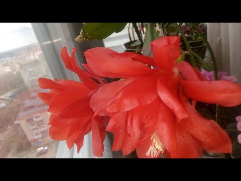 Видео: ЭПИФИЛЛУМ УХОД/Эпифиллум уход после цветения/Эпифиллум уход в периоде покоя.