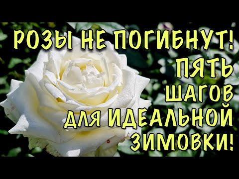 Видео: ХВАТИТ ТЕРЯТЬ РОЗЫ КАЖДУЮ ЗИМУ! Сделайте ЭТО УЖЕ СЕЙЧАС и они ПРЕКРАСНО ПЕРЕЗИМУЮТ!