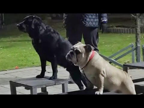 Видео: Догтренинг 456. Английский бульдог. Урок с собакой-учителем