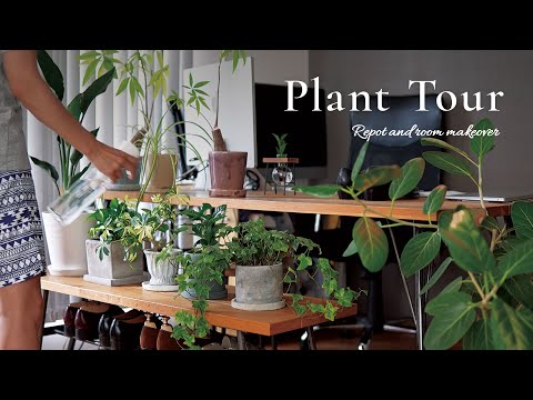 Видео: Жизнь с комнатными растениями / Новые горшки и пересадка / Видеотур по растениям в Японии