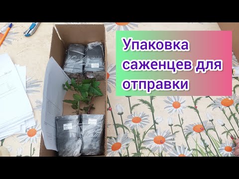 Видео: Как мы упаковываем саженцы для отправки в регионы