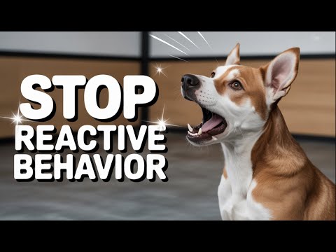Видео: Как справиться с реактивной собакой (советы кинолога)