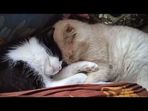 Видео: 11 октября, юбилей. Милл Хилл парковкой 🤣 Вышивка крестиком.