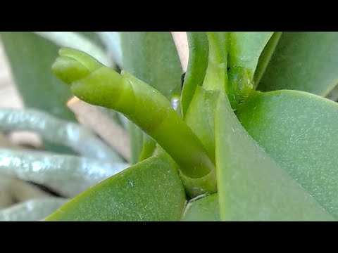 Видео: ЦВЕТОНОСЫ орхидеи БУДУТ КАСКАДОМ! ЗАВЯЗЬ орхидеи СРАЗУ! орхидеи СОЗДАЮТ корни, ОБРАЗУЮТ цветение!