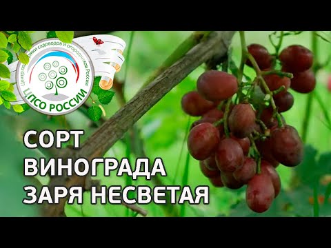 Видео: Сорт винограда Заря Несветая. 🍇 Описание сорта винограда Заря Несветая.