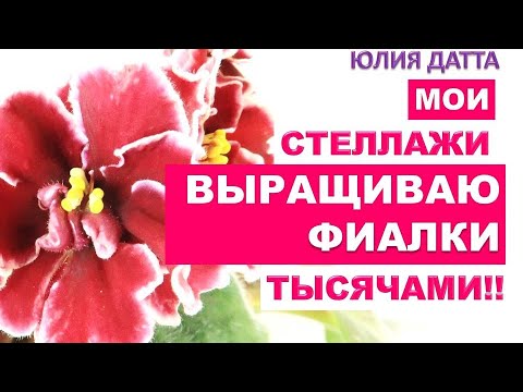 Видео: ВЫРАЩИВАЮ фиалки ТЫСЯЧАМИ!!! МОИ СТЕЛЛАЖИ для выращивания фиалок! Как все устроено? Юлия Датта