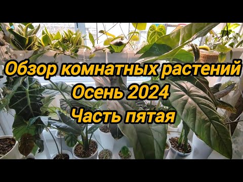 Видео: Обзор коллекции моих комнатных растений. Осень 2024. часть пятая