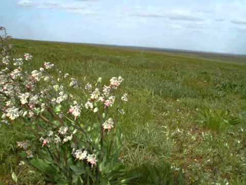 Видео: Фильм  Про  районы Калмыкии