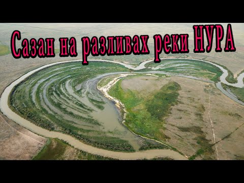 Видео: САЗАН в сердце реки НУРА. Ловим на донки и перевертыши.