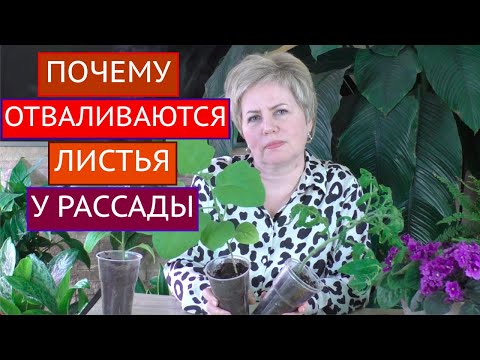 Видео: ВНИМАНИЕ! ПОЧЕМУ ОПАДАЮТ ЛИСТЬЯ РАССАДЫ И ЧТО С ЭТИМ ДЕЛАТЬ!