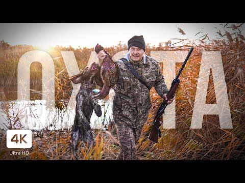 Видео: Охота на Фазана с Собакой. Ходовая Охота c Молодым Дратхааром. Pheasant Hunting. ENG SUB